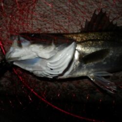 ちょっと聞いて！めちゃ嬉しい‼60・66‼‼　【20260326】